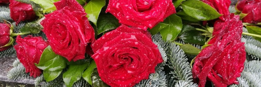 Punaisia ruusuja haudalla sateessa