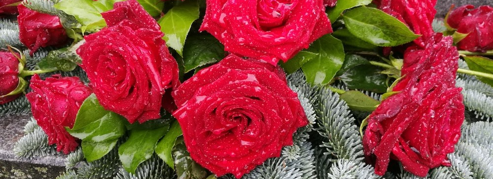 Punaisia ruusuja haudalla sateessa